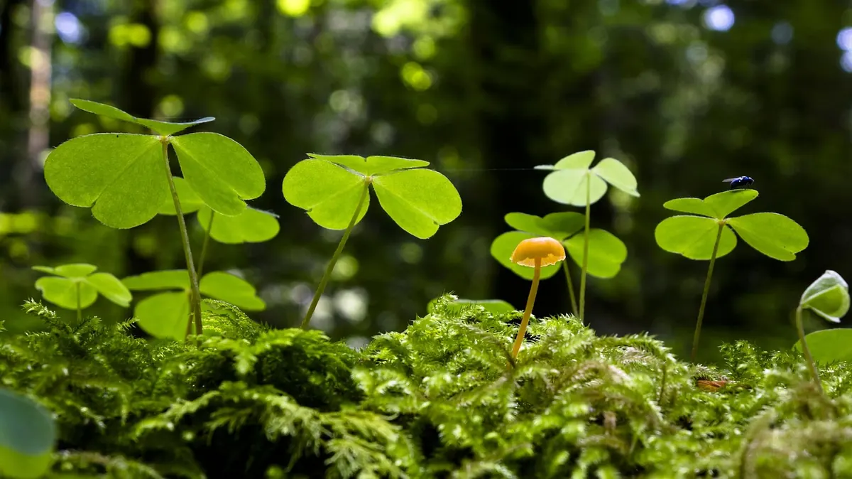 Growing Sorrel in Containers: A Beginner's Guide for Small UK Gardens