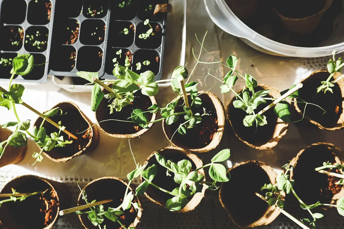 How to Grow Sorrel from Seed in the UK: A Month-by-Month Guide