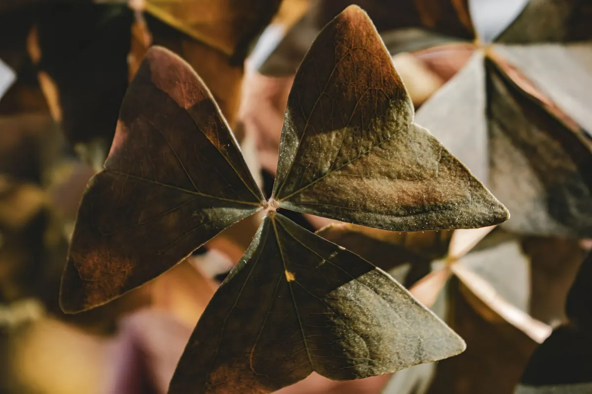 Overwintering Sorrel: How to Keep Plants Productive Through a British Winter