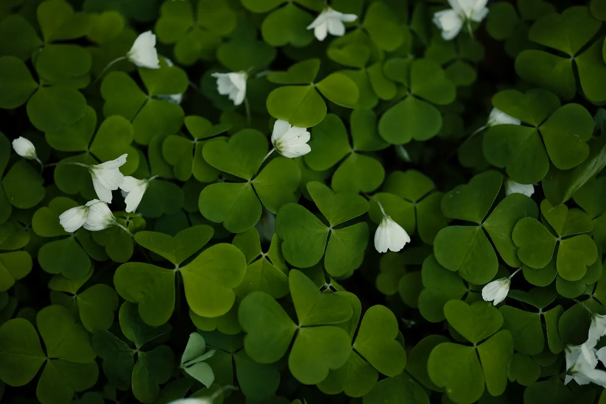 Sorrel Cut-and-Come-Again Harvesting: A Checklist for Continuous Leaves